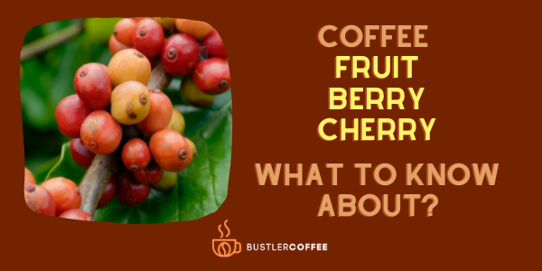 coffee fruit, coffee berry, coffee cherry, bustlercoffee
